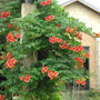 Campsis tagliabuana 'Madame Galen'